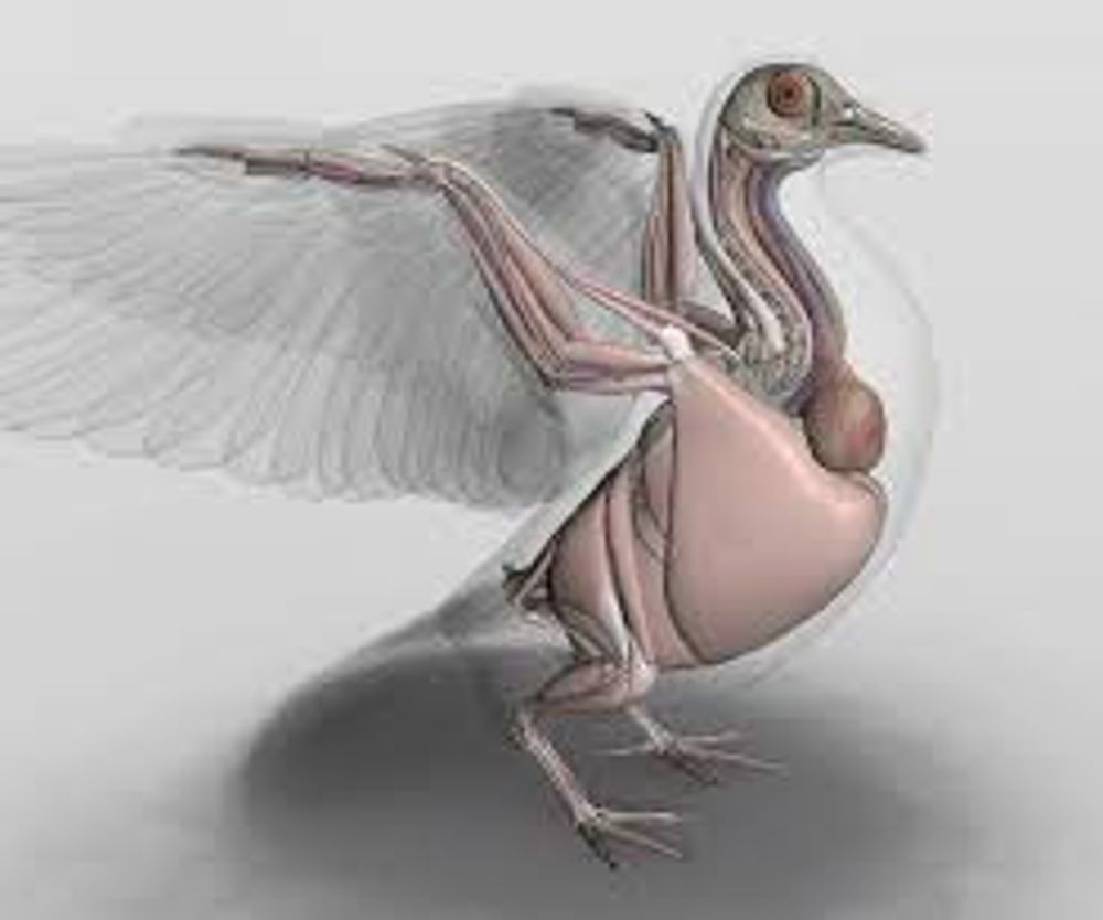 Особенности расположения строения и работы мышц птиц. Cnemiornis Calcitrans. Анатомия птиц. Мышцы птиц. Анатомия голубя.